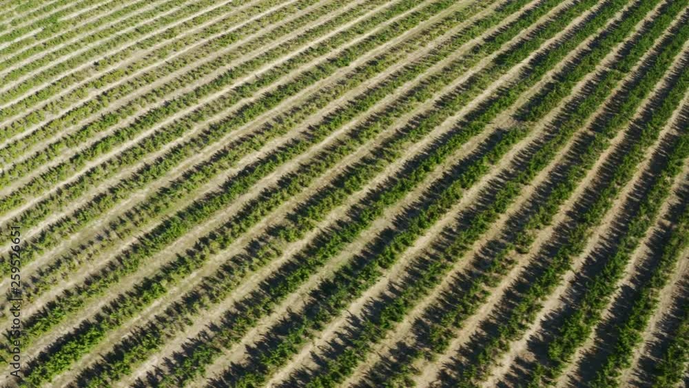 Drone shot flying over a vineyard in South Africa Drone shot flying over a vineyard in South Africa