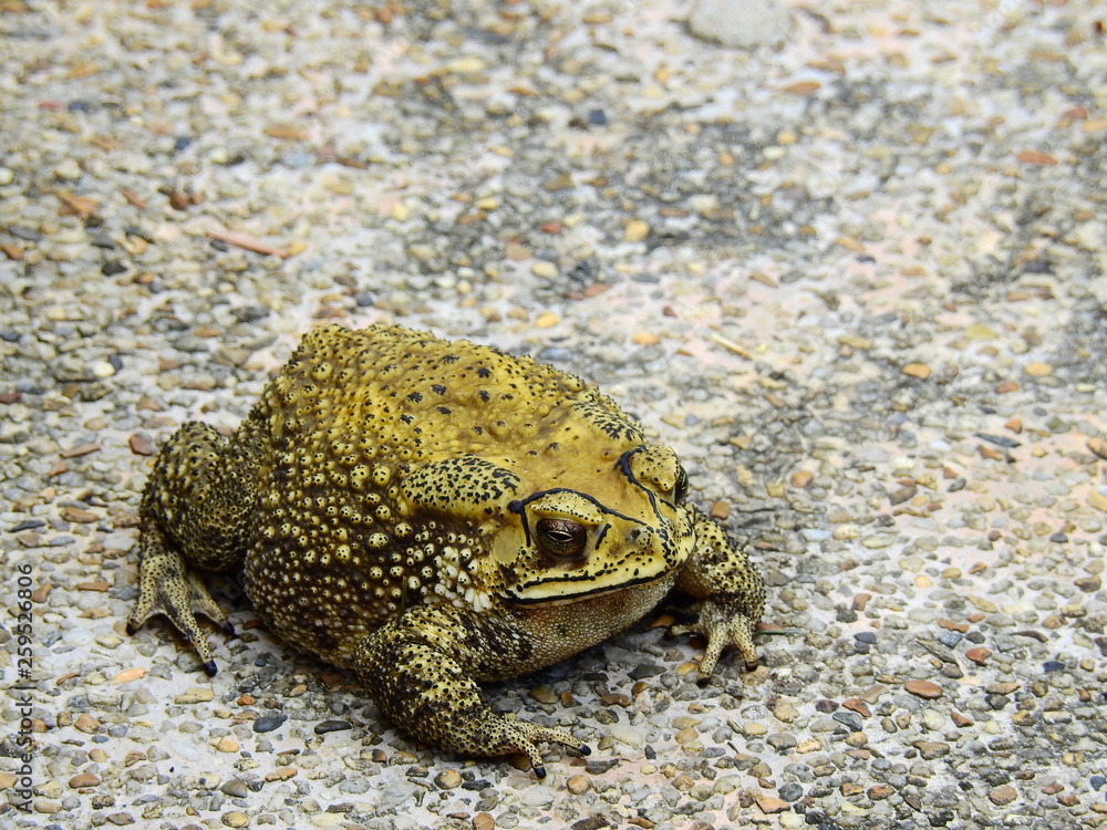 Obraz premium Toad on the floor