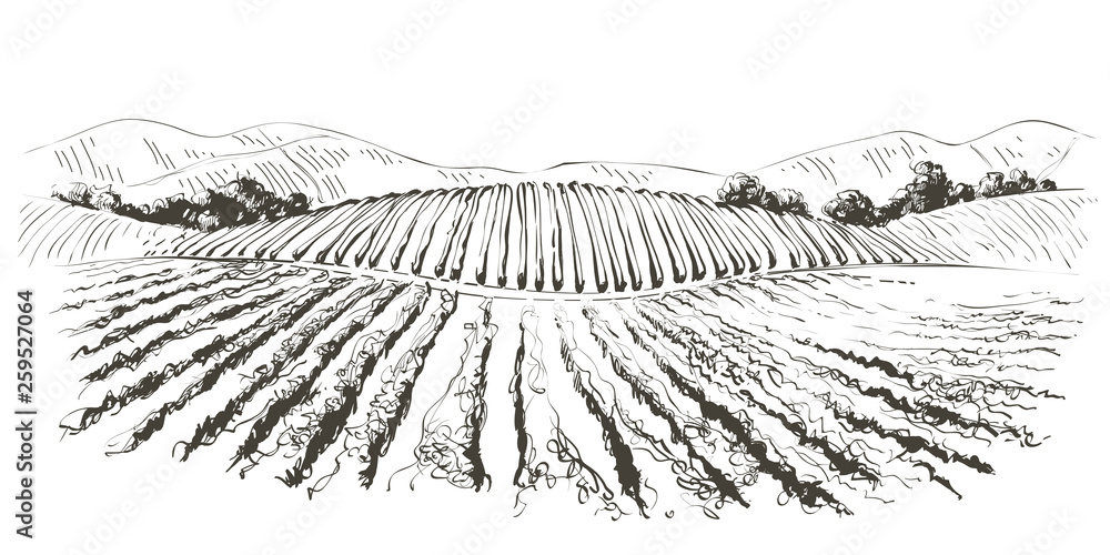 Vine hills landscape. Vector line sketch illustration Vine hills landscape. Vector line sketch illustration