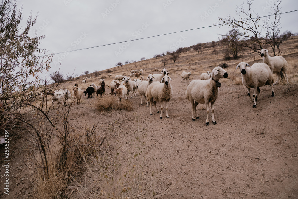 Flock of sheep in Turkey
