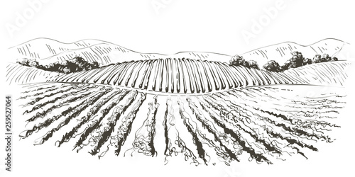 Vine hills landscape. Vector line sketch illustration