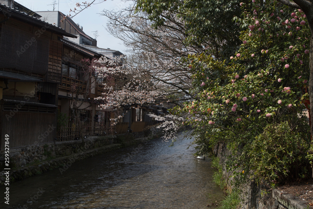 cherry blossoms in Kyoto, river, details, flowers, branches, blue sky during the hanami