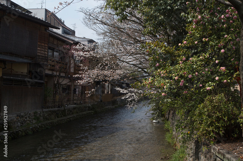 cherry blossoms in Kyoto  river  details  flowers  branches  blue sky during the hanami