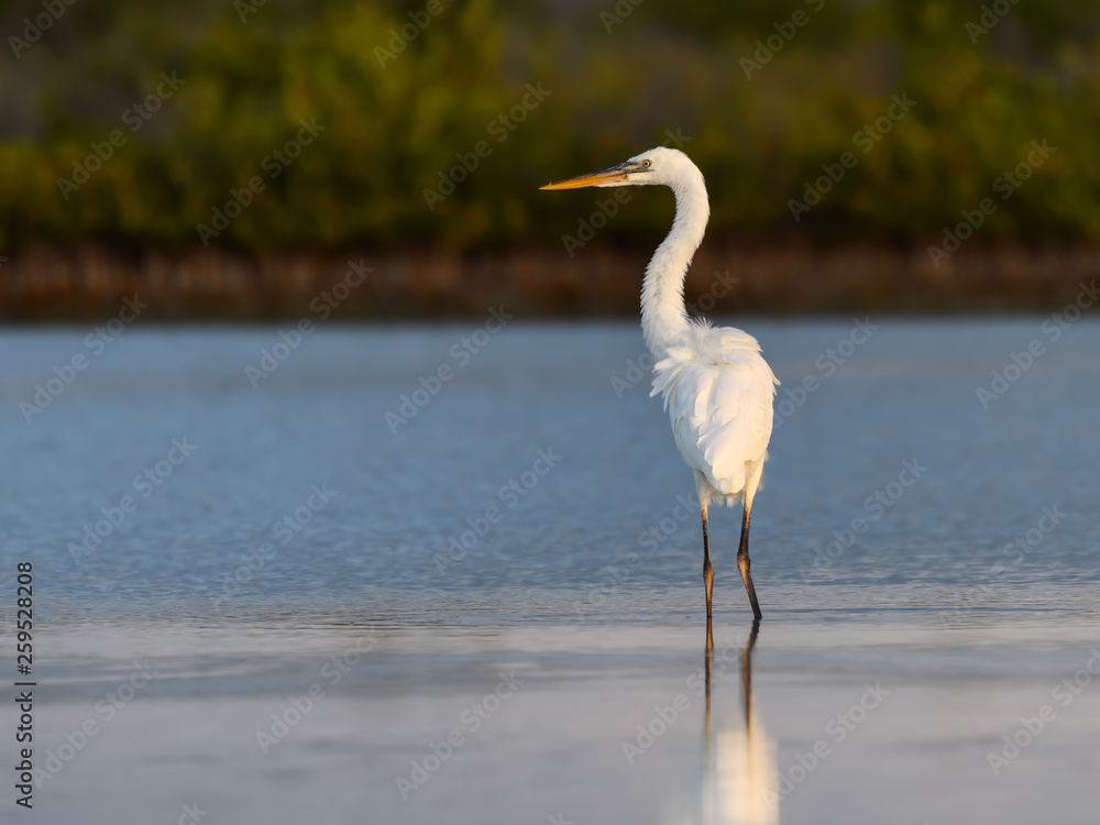 Great White Heron or Great Blue Heron (White Morph or Form) Standing on the Pond Great White Heron or Great Blue Heron (White Morph or Form) Standing on the Pond