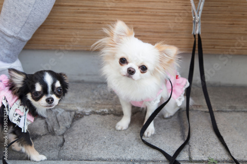 Very cute little dogs with blankets for the cold in the streets of Osaka Japan