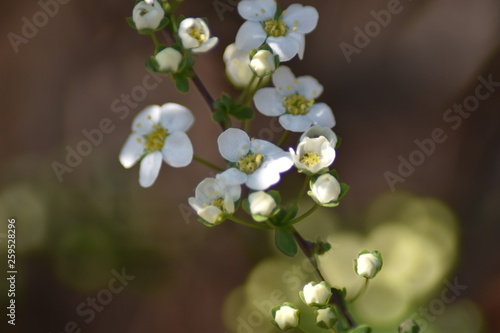 Blühender Spierstrauch (Spiraea) photo