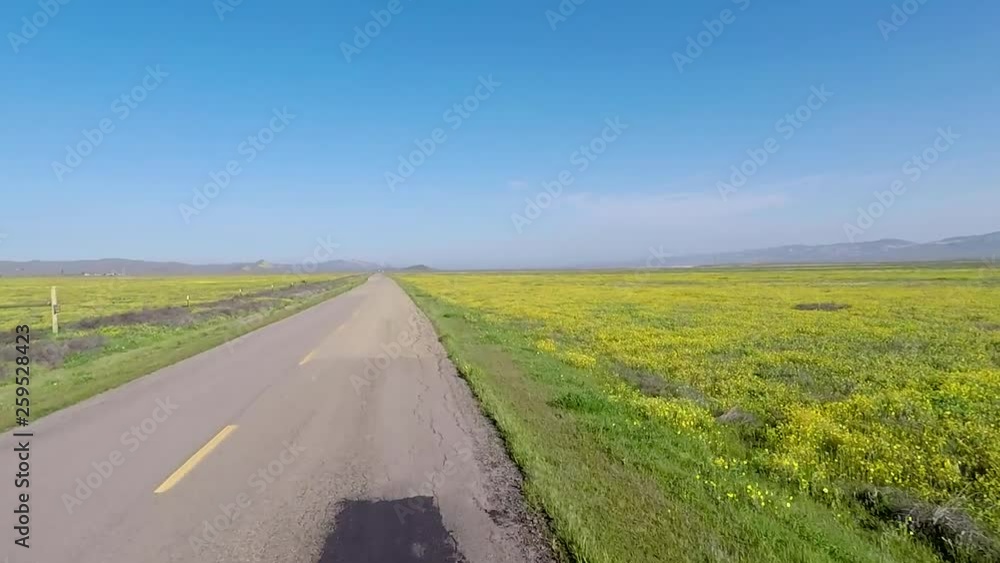 SUPER BLOOM 2019 Point of view shot driving between on asphalt road, surrounded by blooming wildflower fields, on a sunny, spring day, in Carrizo Plain, California, USA SUPER BLOOM 2019 Point of view shot driving between on asphalt road, surrounded by blooming wildflower fields, on a sunny, spring day, in Carrizo Plain, California, USA
