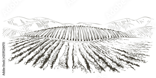 Vine hills landscape. Vector line sketch illustration