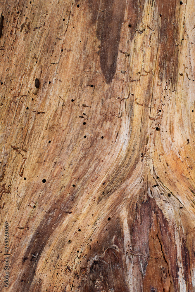 Grain and cracked wood with knot of a pine tree ~GRAIN~ Grain and cracked wood with knot of a pine tree ~GRAIN~