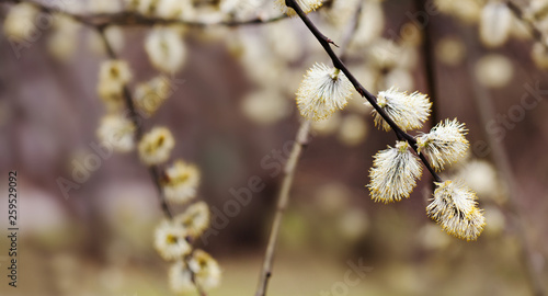 Pussy willow branch closeup. Beautiful spring floral background with budding tree. Selective focus. © besjunior