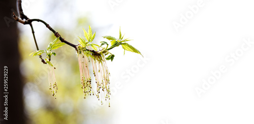 Fototapeta Naklejka Na Ścianę i Meble -  Springtime blossom tree branch, fresh green leaves. copy space