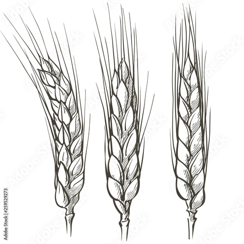 Rural landscape field wheat. Hand drawn vector Countryside landscape engraving style illustration.