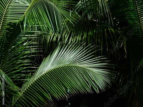 coconut leaf of tree with sunlight and shadow