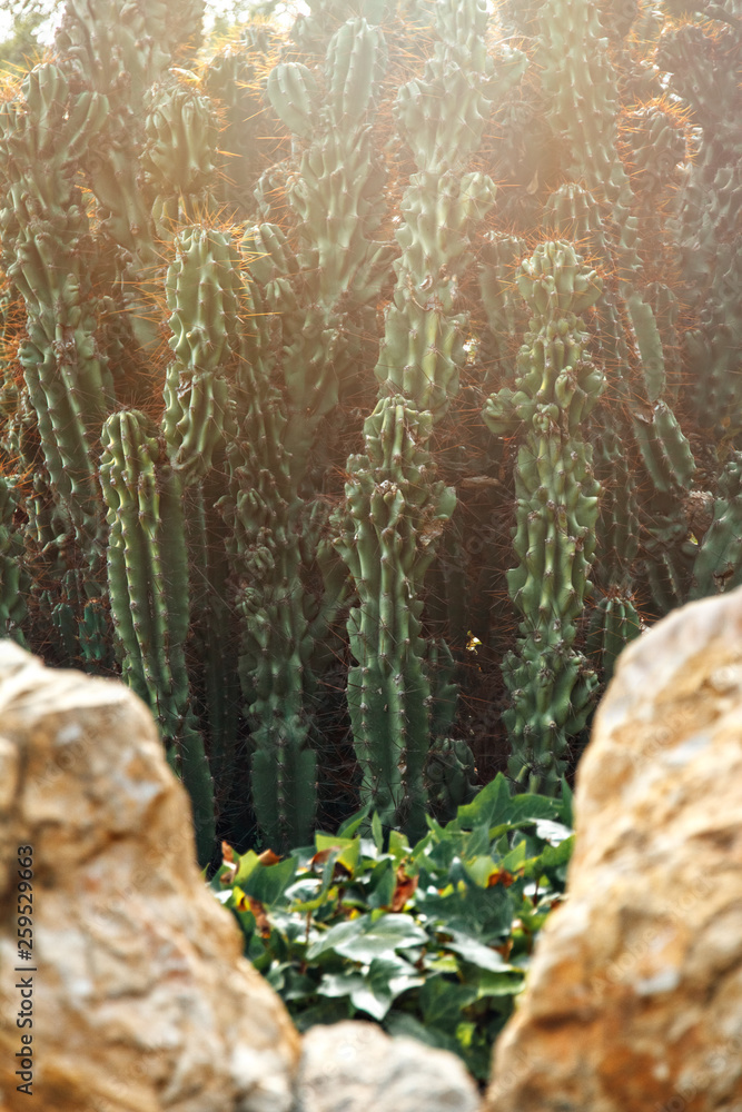 green bushes of high peyote with spines and stones in sunny day green bushes of high peyote with spines and stones in sunny day