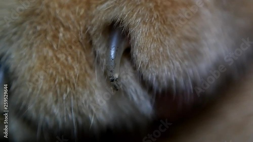 the claw part of the cat's foot photo