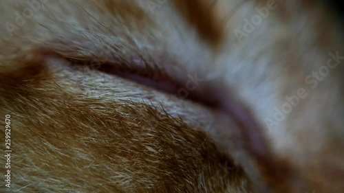 eye part of a cat photo