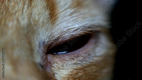 eye part of a cat photo