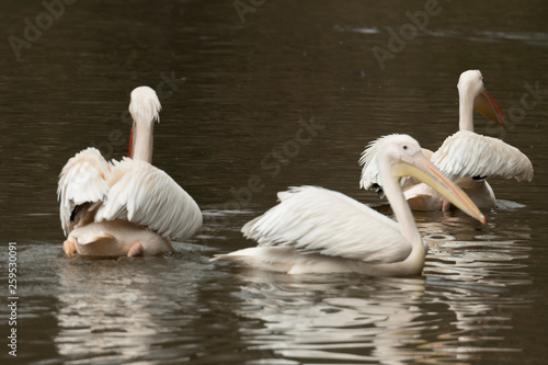 pelican reflected in the water of a river in Italy