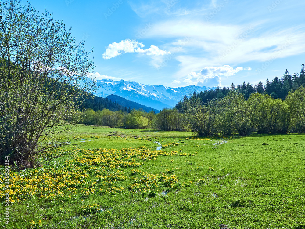 Green spring meadow in the mountains of Svaneti