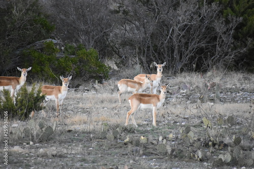 Black Buck antelope herd close up 