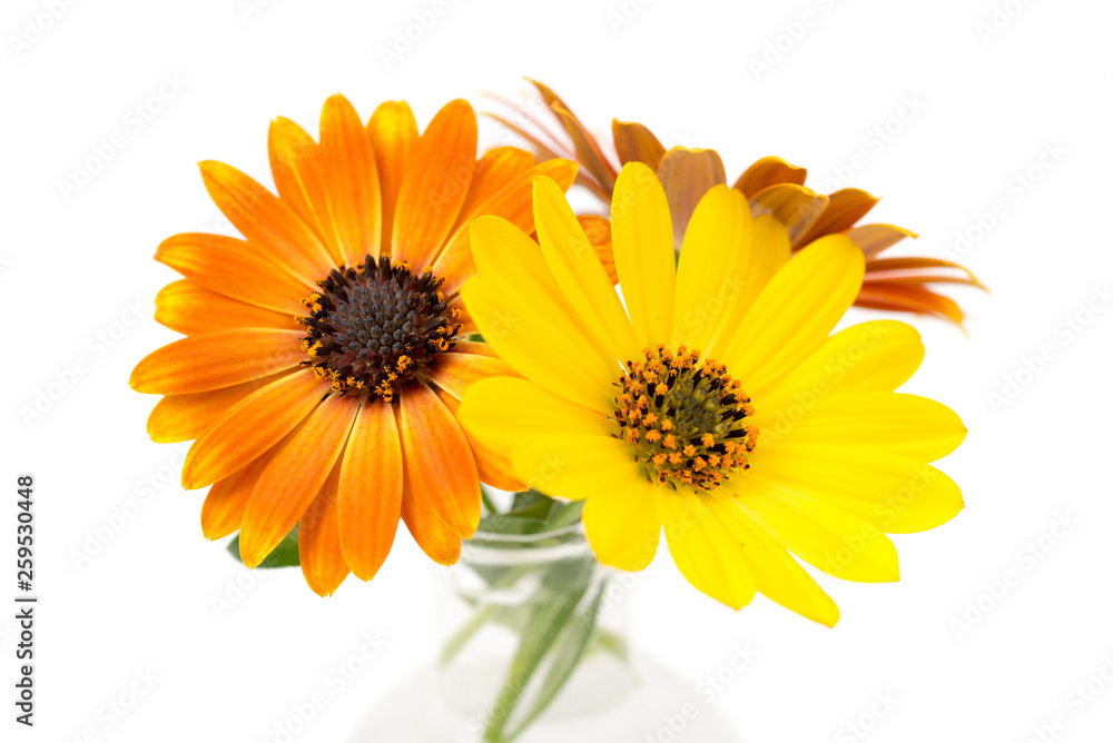 Naklejka premium Kapkörbchen