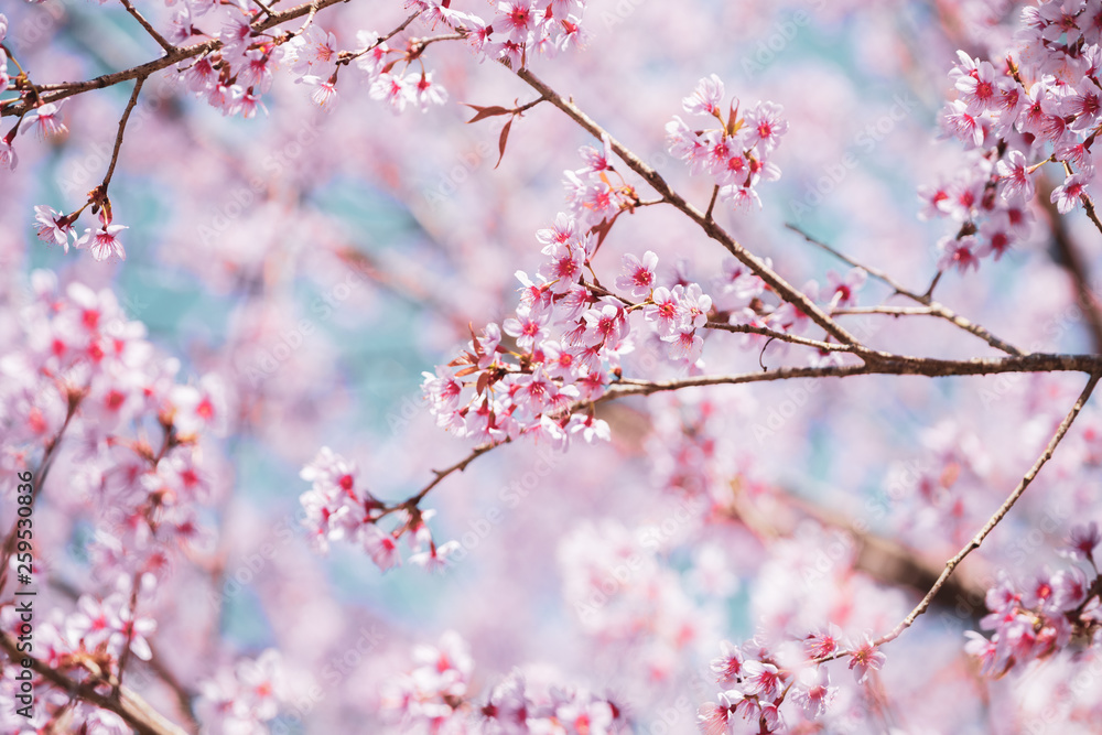 Vintage close up Wild Himalayan Cherry blossoms