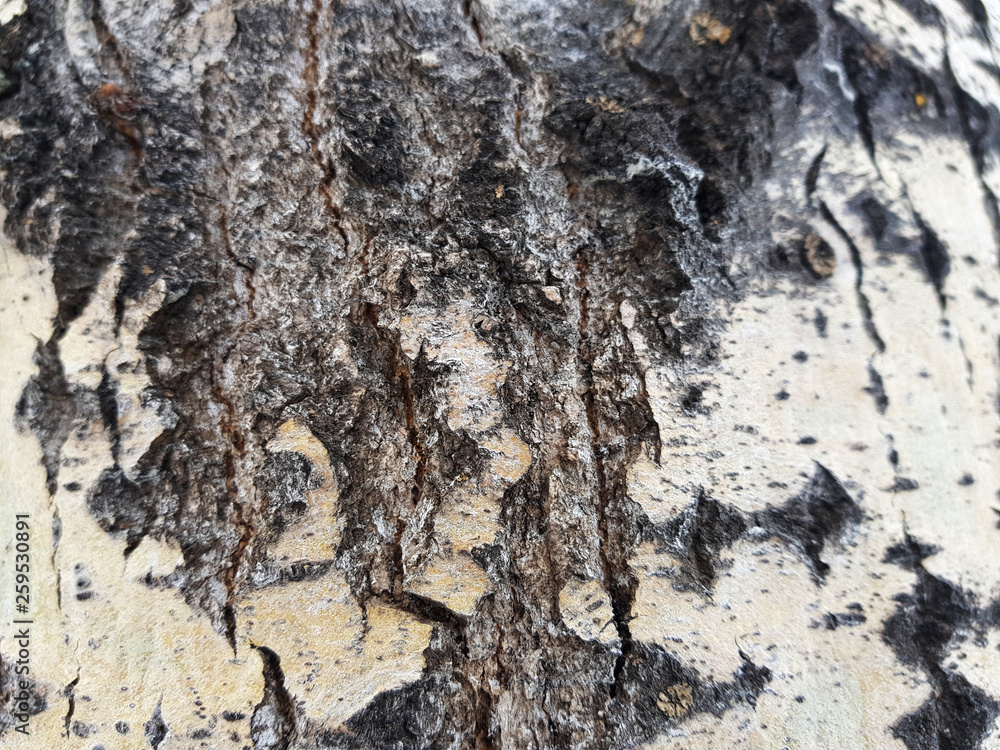 Beautiful texture of tree bark with moss and mold Beautiful texture of tree bark with moss and mold