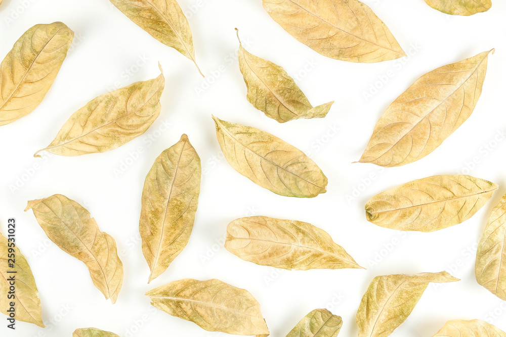 dry leaves on white