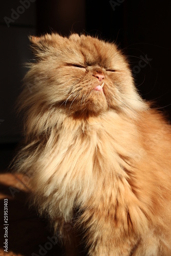 Happy persian ginger cat basking in the sun. Animal verticalportrait.	