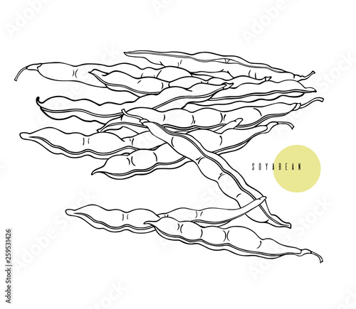 Drawing soybean pods, beans. The fruit of legumes. Graphic linear illustration.