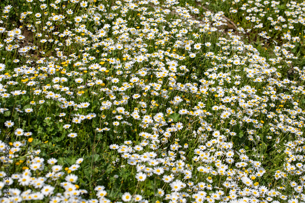 Daisy Field Daisy Field