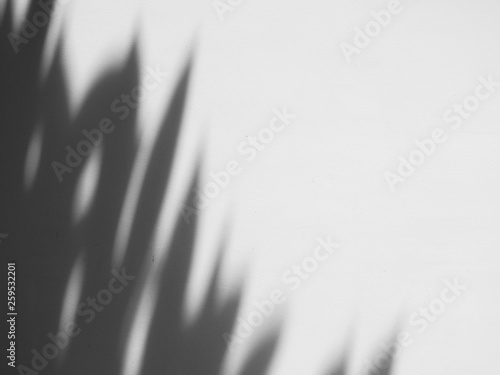 abstract shadow leaf on white wall background
