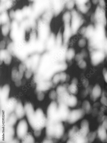 abstract shadow of tree on white wall background