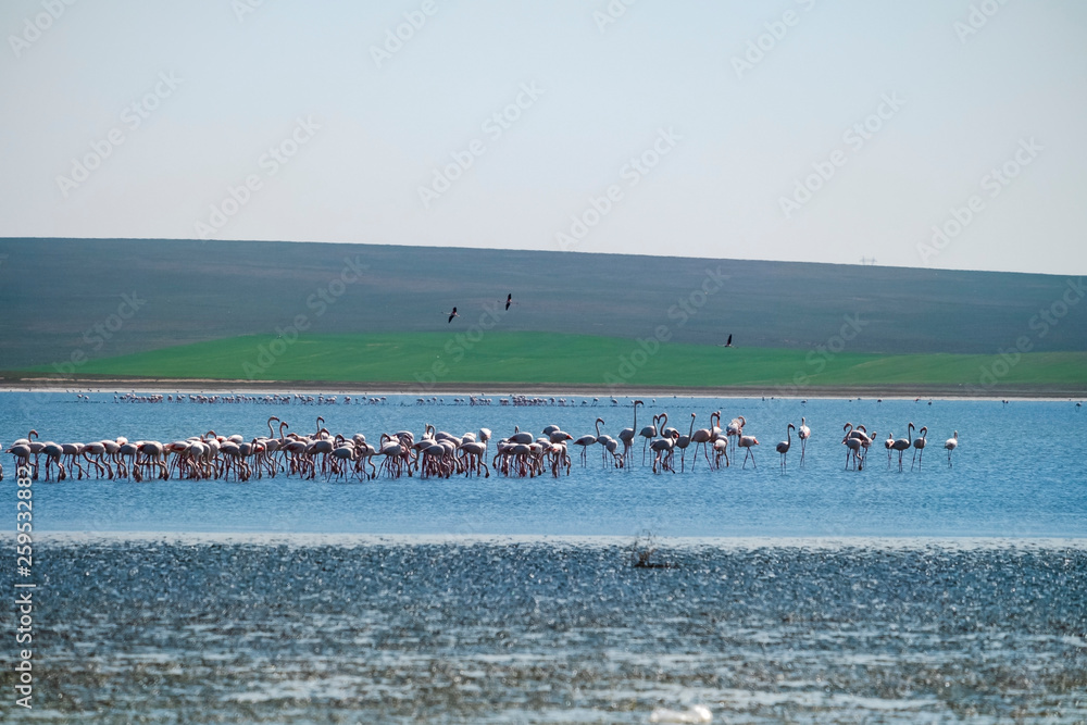 Flock of Flamingos On Lake Duden at Turkey, Kulu Flock of Flamingos On Lake Duden at Turkey, Kulu