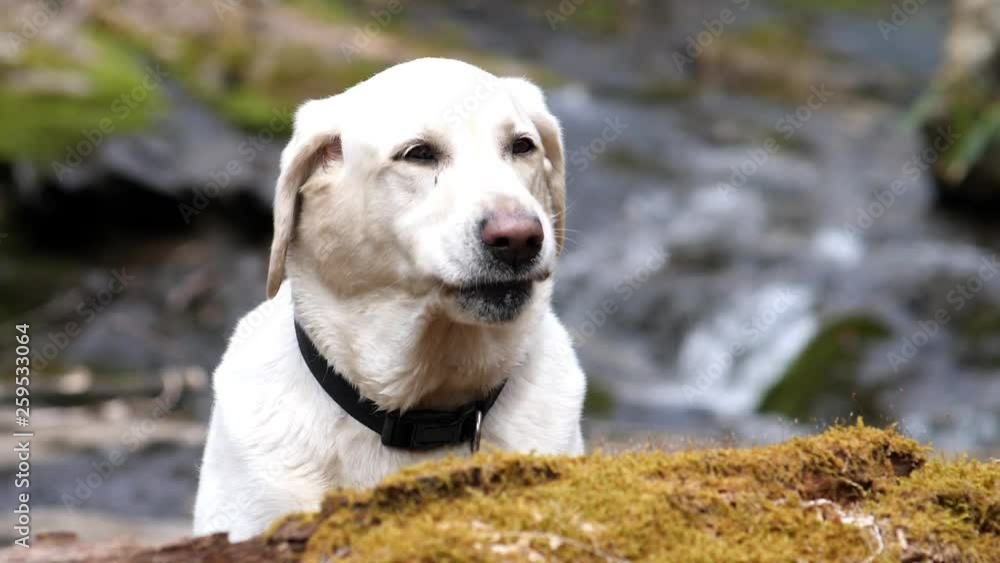 Hungry white labrador smiles as mountain stream flows in slow motion in background Hungry white labrador smiles as mountain stream flows in slow motion in background