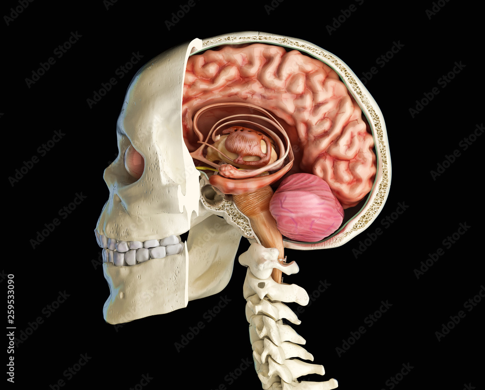 Human skull cross section with brain. Stock Illustration Adobe Stock