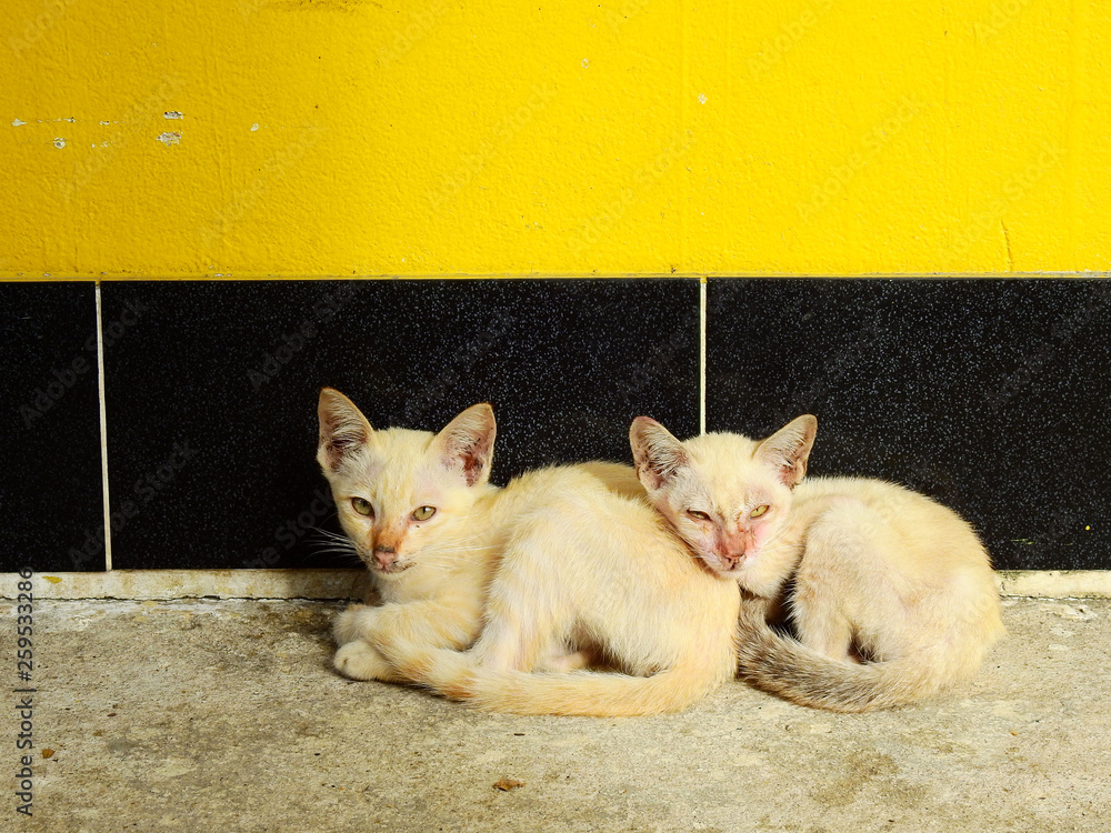 Fototapeta premium sleep cat on street floor