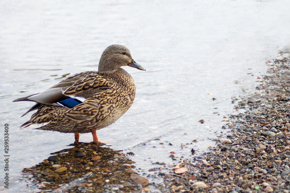 a female Mallard duck stands on the Bank of the river a female Mallard duck stands on the Bank of the river