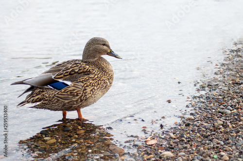 a female Mallard duck stands on the Bank of the river
