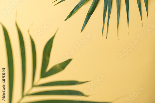 sunshine on palm tree leaf.vacation summer.top view background.minimal background
