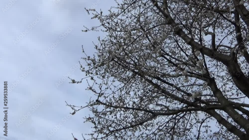 Springtime Blossom -Cherry Tree-Grey Sky Springtime Blossom -Cherry Tree-Grey Sky