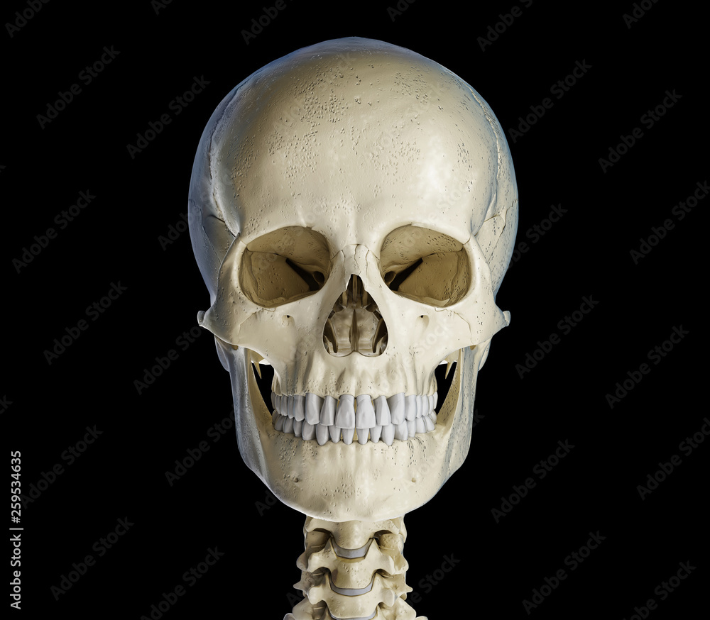 Obraz premium Human skull viewed from the front.