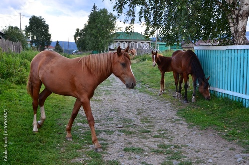 Horses at the old house in the village of Tirlyan (South Ural, Russia).