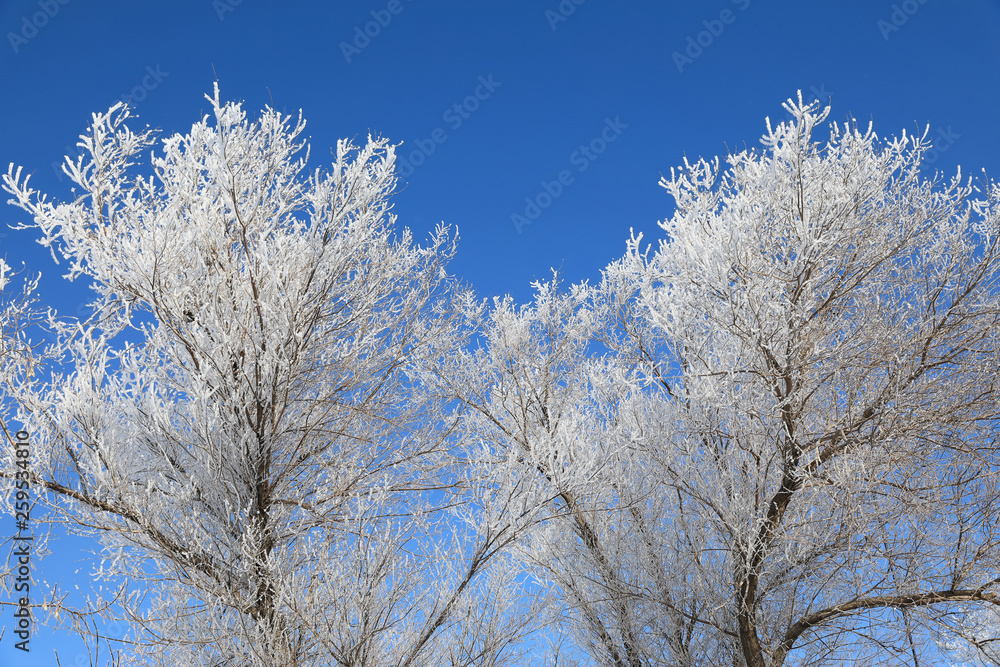 Tree on a winter day against the blue sky Tree on a winter day against the blue sky