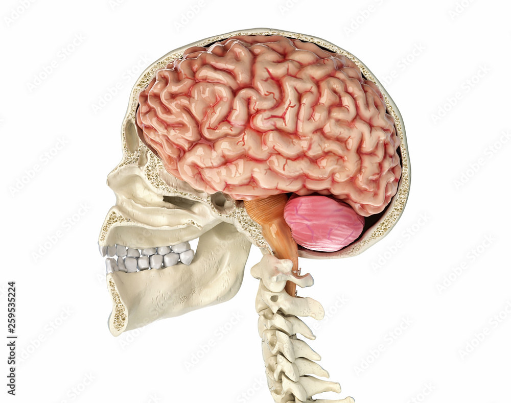 Human skull cross section with brain. Stock Illustration Adobe Stock
