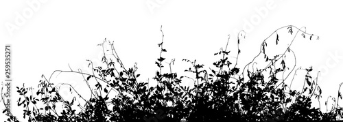 Fotografia ivy plant silhouette on white background