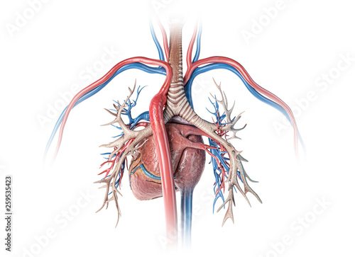 Fototapeta kuchenna Human heart with vessels and bronchial tree. Back view.