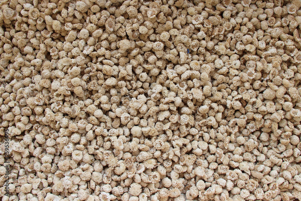 Dry flower Dry flower