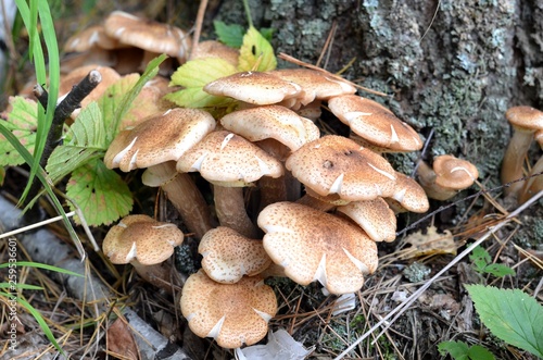 Autumn in the forests of the Urals appear honey agaric. These are edible mushrooms that are used in a large number of dishes.