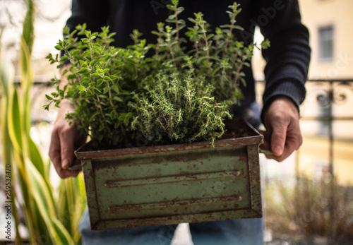 Urban Gardening | Herbs